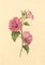 S. Twopenny, Pink Lavatera Mallow Flower, 1839, Watercolour 1