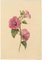 S. Twopenny, Pink Lavatera Mallow Flower, 1839, Watercolour, Image 2