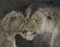 Alfred Vevier de Poncy, Lion & Lioness, Late 19th Century, Pastel Drawing 2