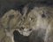 Alfred Vevier de Poncy, Lion & Lioness, Late 19th Century, Pastel Drawing, Image 2
