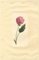 S. Twopenny, Fleur de Mauve Rose, 1831, Aquarelle 2