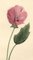 S. Twopenny, Fleur de Mauve Rose, 1831, Aquarelle 3