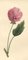 S. Twopenny, Pink Rose Mallow Flower, 1831, acquerello, Immagine 1