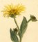 S. Twopenny, Yellow Elecampane Inula Helenium Flower, 1831, Watercolour 4