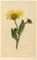 S. Twopenny, gelbe Elecampane Inula Helenium Blume, 1831, Aquarell 2