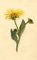 S. Twopenny, gelbe Elecampane Inula Helenium Blume, 1831, Aquarell 1
