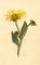 S. Twopenny, Yellow Elecampane Inula Helenium Flower, 1831, Watercolour 1