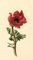 S. Twopenny, Red Poppy Flower, 1831, Watercolour 1