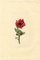 S. Twopenny, Fleur de Pavot Rouge, 1831, Aquarelle 2