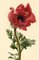 S. Twopenny, Red Poppy Flower, 1831, Watercolour 4