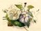 James Holland OWS, Rose & Bindweed Blumen, Mitte des 19. Jahrhunderts, Aquarell 1