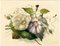 James Holland OWS, Rose & Bindweed Blumen, Mitte des 19. Jahrhunderts, Aquarell 2