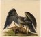 Aquila reale che attacca una lepre, inizio XIX secolo, acquerello, Immagine 2