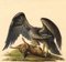 Steinadler, der einen Hasen angreift, frühes 19. Jahrhundert, Aquarell 1
