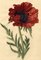 S. Twopenny, Giant Papaver Oriental Mohnblume, 1830er, Aquarell Holz & Papier 1