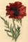 S. Twopenny, Papaver Oriental Poppy Flower, anni '30, acquarello in legno e carta, Immagine 1
