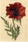 S. Twopenny, Giant Papaver Oriental Mohnblume, 1830er, Aquarell Holz & Papier 2