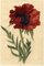 S. Twopenny, Papaver Oriental Poppy Flower, anni '30, acquarello in legno e carta, Immagine 2