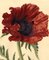S. Twopenny, Papaver Oriental Poppy Flower, anni '30, acquarello in legno e carta, Immagine 3