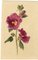 S. Twopenny, Pink Hollyhock Flower, 1840, Watercolour 2
