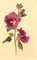 S. Twopenny, Rosa Stockrose Blume, 1840, Aquarell 1