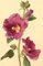 S. Twopenny, Pink Hollyhock Flower, 1840, Watercolour, Image 4