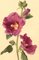 S. Twopenny, Rosa Stockrose Blume, 1840, Aquarell 4