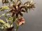 Italian Tole Flower Chandelier, 1960s, Image 5