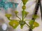 Lichtdurchlässiger Kronleuchter aus Muranoglas in Apfelgrün von Simoeng 7