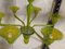 Lichtdurchlässiger Kronleuchter aus Muranoglas in Apfelgrün von Simoeng 9