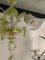 Floral Green Leaves and Milky Calle Chandelier from Simoeng, Image 2
