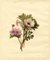 S. Twopenny, Pink Campion & Anemone Flower, 1832, Acuarela original, Imagen 2