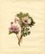 S. Twopenny, Pink Campion & Anemone Flower, 1832, Original Watercolour, Image 2