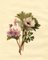 S. Twopenny, Campion Rose & Fleur d'Anémone, 1832, Aquarelle Originale 1
