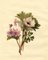 S. Twopenny, Pink Campion & Anemone Flower, 1832, Acuarela original, Imagen 1