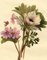 S. Twopenny, Pink Campion & Anemone Flower, 1832, Original Aquarell 3