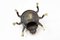 Vintage Bronze Ladybug Ashtray, 1960s 9