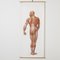 Large Anatomical Wall Chart from Deutsche Hygiene Museum, Dresden, 1992, Image 3