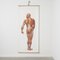 Large Anatomical Wall Chart from Deutsche Hygiene Museum, Dresden, 1992 1