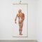 Large Anatomical Wall Chart from Deutsche Hygiene Museum, Dresden, 1992, Image 1