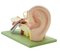 Modelo anatómico de oreja humana de Somso, años 50, Imagen 2