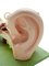 Modelo anatómico de oreja humana de Somso, años 50, Imagen 4