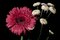 Pink and White Delicate Flowers on Black Background, Giclée Print, 2021 4