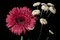 Pink and White Delicate Flowers on Black Background, Giclée Print, 2021, Image 4