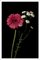 Pink and White Delicate Flowers on Black Background, Giclée Print, 2021 1