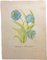 Acquerello di Stanley Reece, Himalayan Blue Poppy Flower, 1989, Immagine 2