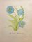 Acquerello di Stanley Reece, Himalayan Blue Poppy Flower, 1989, Immagine 1