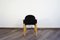 Flex 2000 Dinig Chair by Gerd Lange for Thonet, 1980s 9