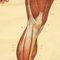 Gráficos anatómicos de estructura muscular humana de Tanck & Wagelin, 1950. Juego de 2, Imagen 9