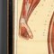 Anatomical Human Muscular Structure Charts by Tanck & Wagelin, 1950, Set of 2 8